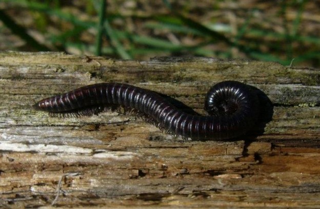 Krocionogi i ich zwalczanie.