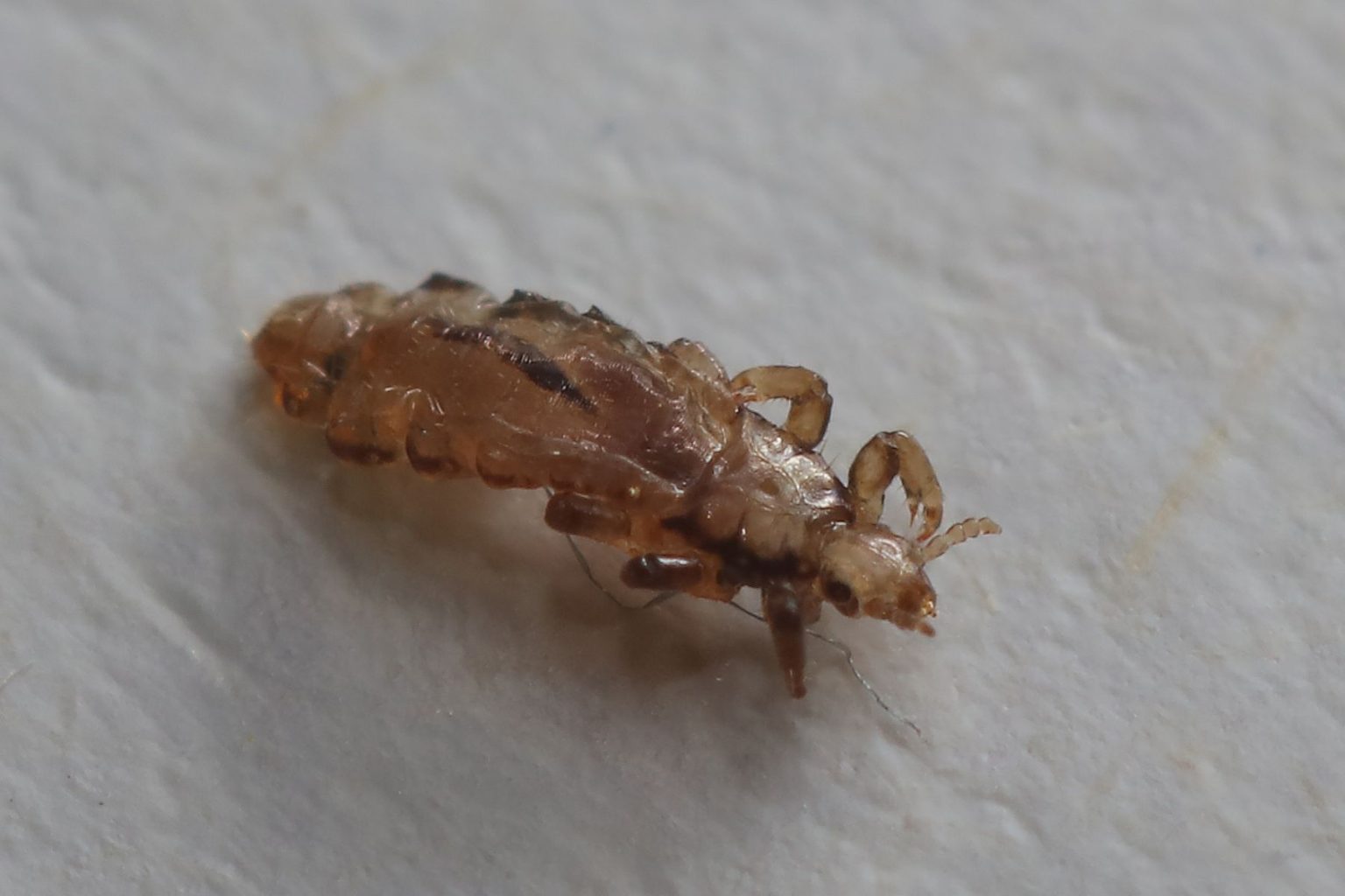 Wszoły-pasożyty ptaków.